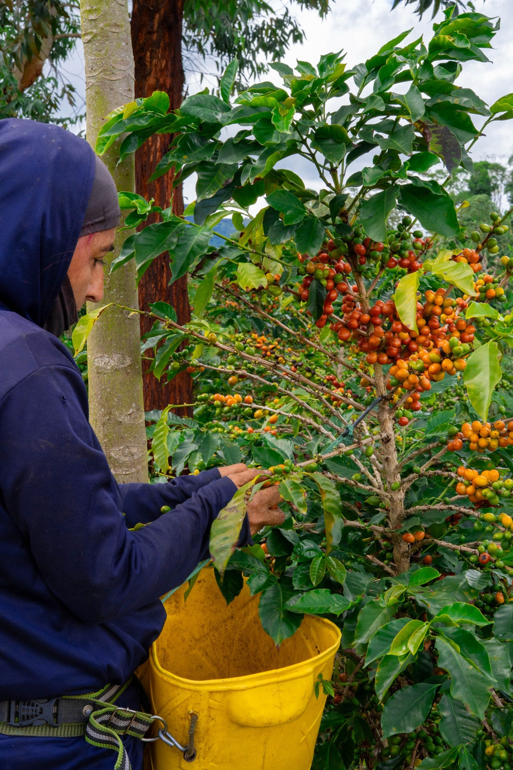 Recolección manual de cerezas de café en la finca de Herrera Café.