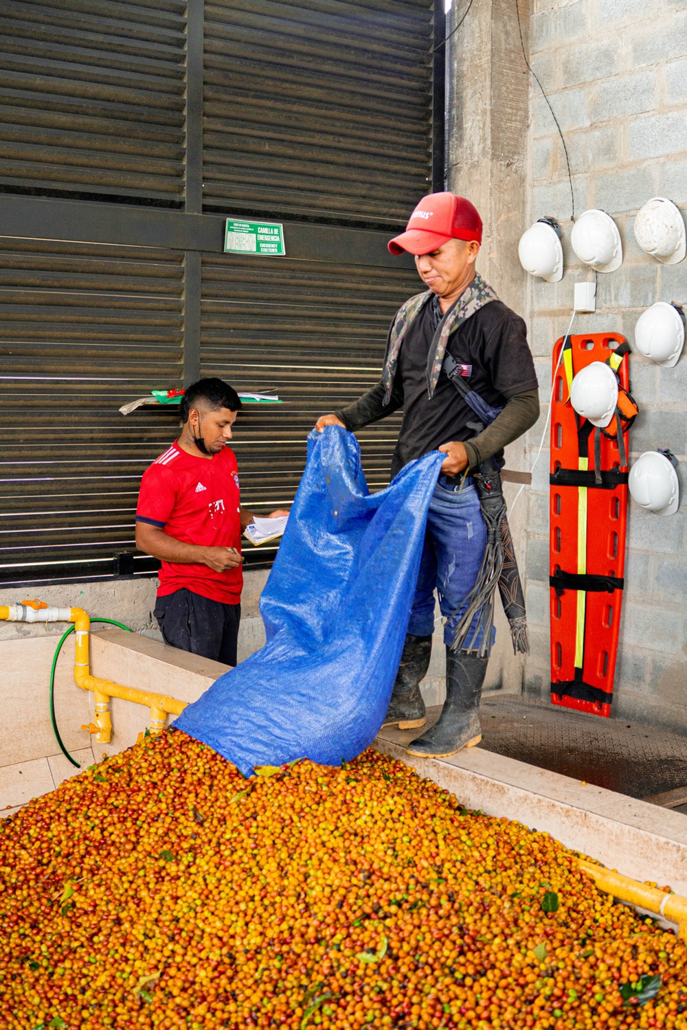 Recepción de las cerezas de café cosechadas en la finca.