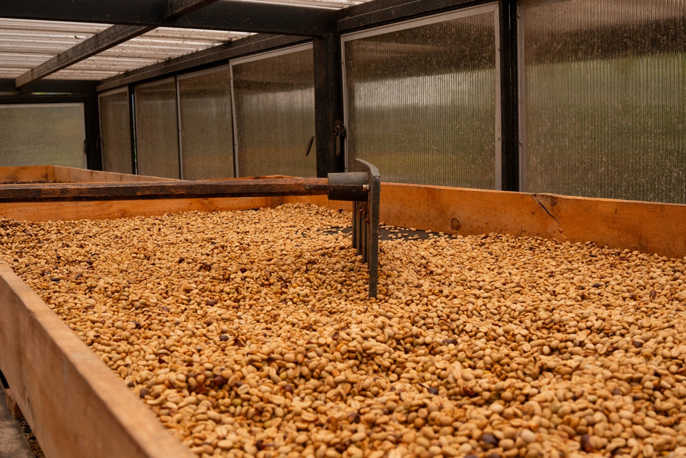 Café extendido sobre camas de secado.
